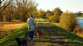 ¿Cuántas veces hay que sacar a pasear a un perro?