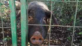 Un cerdo en una finca de Huelva.