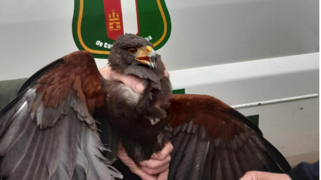 Capturan a un águila que atacaba a las mujeres y niños de un pueblo de  Albacete