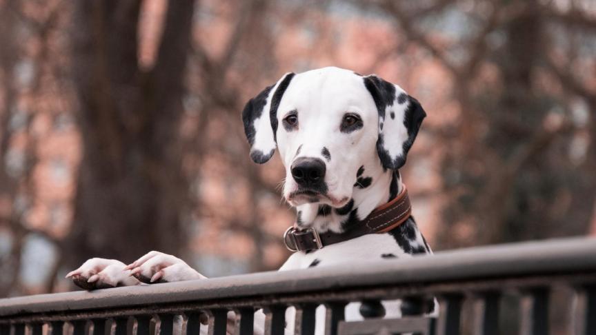 Las Razas De Perros Más Populares Del Mundo