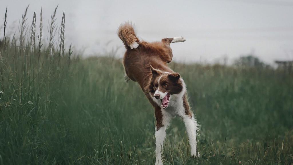 Border collie