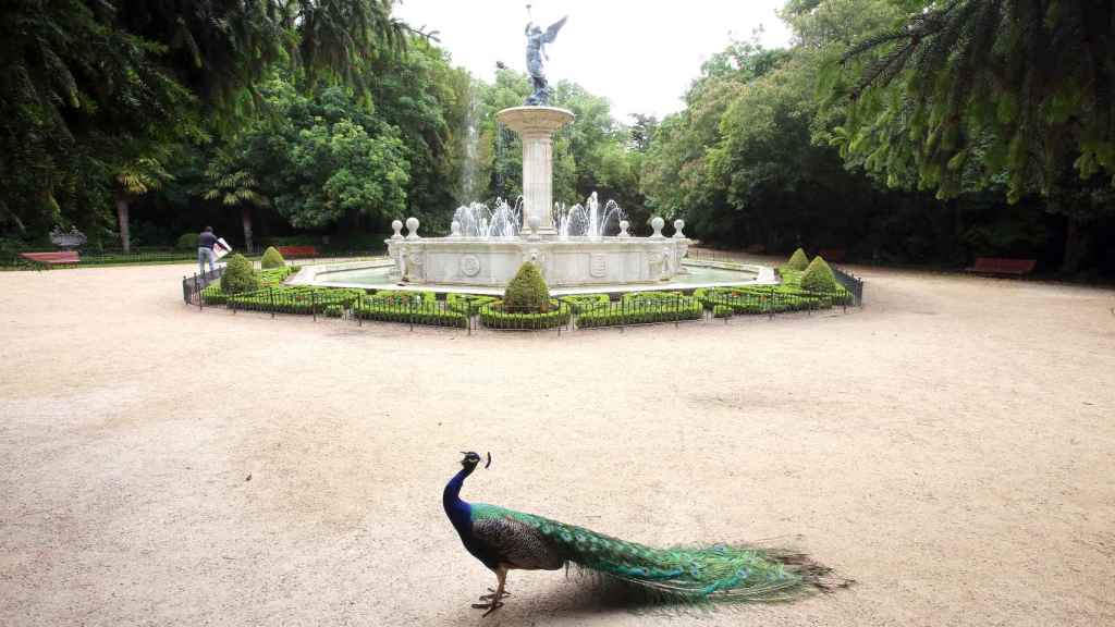 Un pavo real se exhibe junto a la Fuente de la Fama del Campo Grande de Valladolid