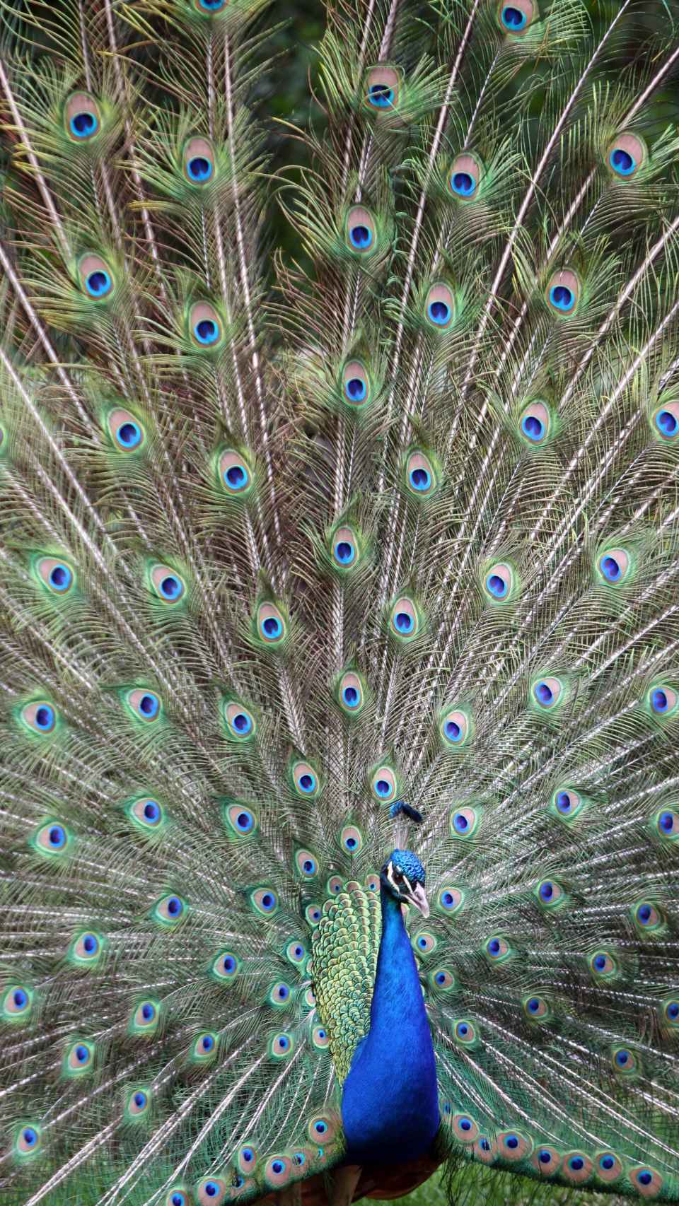 Un pavo del Campo Grande exhibiendo toda su belleza