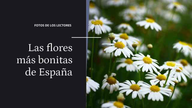Las flores más bonitas de España ¡Mande su foto!