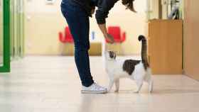 Los veterinarios valencianos se solidarizan: más de 120 clínicas atenderán gratis a mascotas de  refugiados