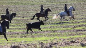 Encierro campero del pasado 3 de octubre en Cigales. Fotografía cedida por ASTACI a EL ESPAÑOL – Noticias de Castilla y León