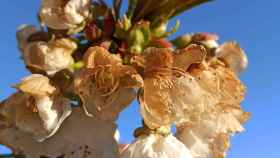 Cerezos en flor de la Marca de Garantía Bierzo afectados por la helada de la última noche
