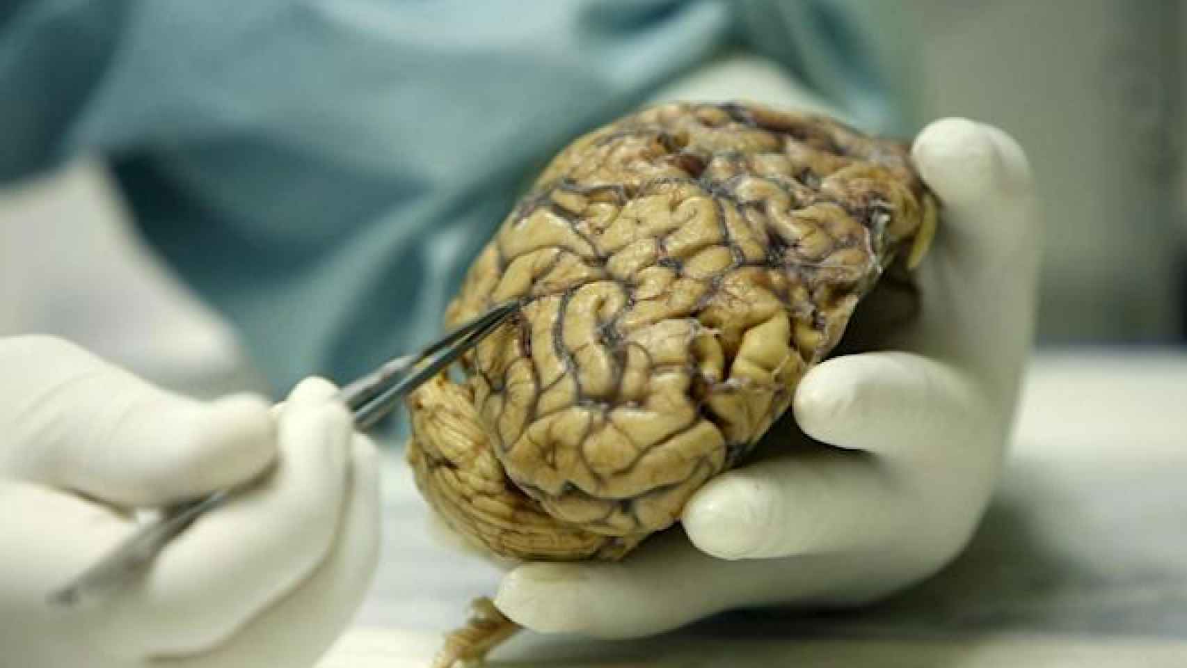 Un científico analiza la reproducción de un cerebro.