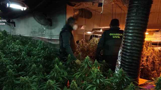 Dos agentes de la Guardia Civil en la plantación de marihuana descubierta en Erustes.