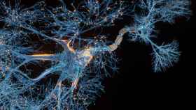 Vista de primer plano de la célula de neurona.