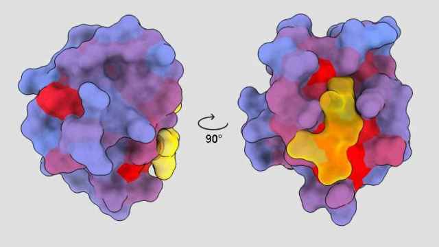 Imagen tridimensional de la proteína humana PSD95-PDZ3 vista desde diferentes ángulos