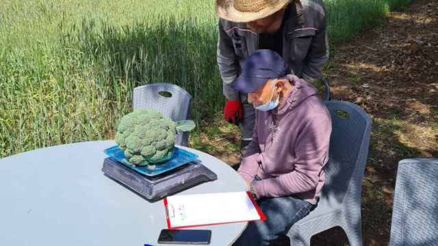 Ensayos con la biotecnología de Ficosterra en un campo en Marruecos.