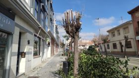 Uno de los árboles que están siendo podados en Cabanillas del Campo (Guadalajara).