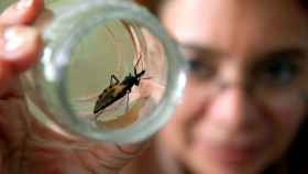 El insecto triatomino transmite el mal de Chagas.