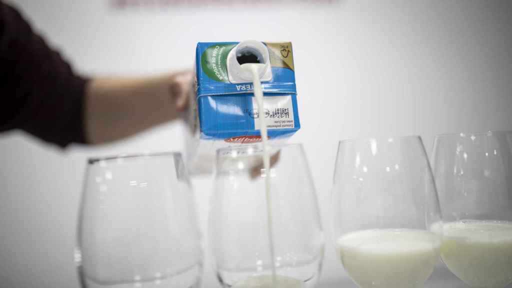 Antes de la prueba, EL ESPAÑOL sirve cada leche entera en cinco copas para realizar la cata a ciegas.