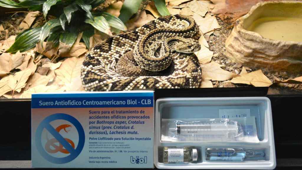 Terra Natura Benidorm recibe un nuevo antídoto contra la picadura de serpientes venenosas