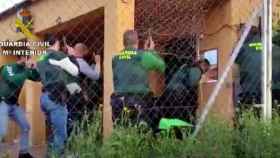La Guardia Civil entra en una finca toledana que escondía 1.800 plantas de marihuana: Al suelo