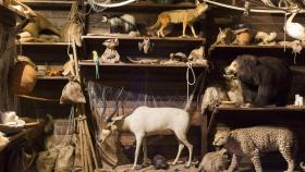 Imagen de archivo negocio taxidermia.