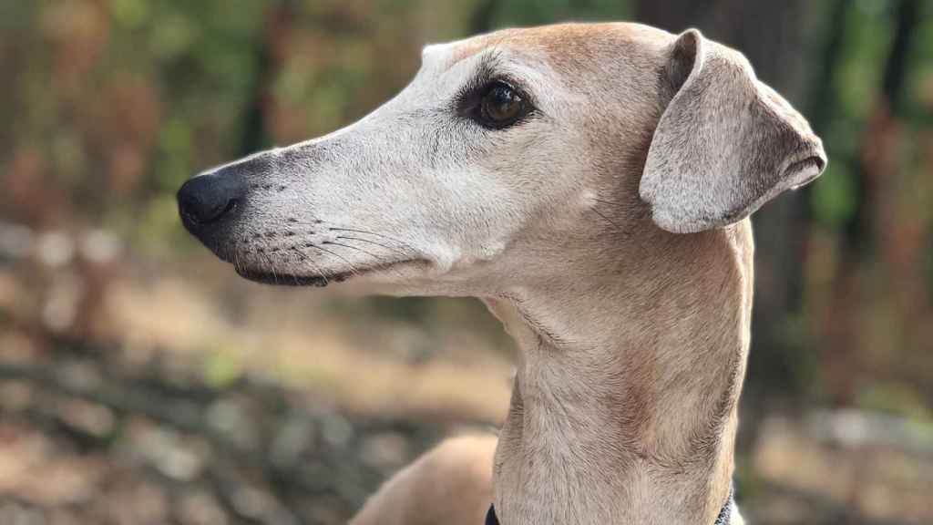 Azawakh greyhound