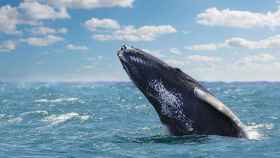 Las ballenas, las grandes aliadas para combatir el cambio climático