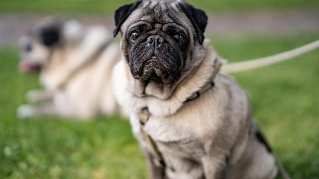 Pug