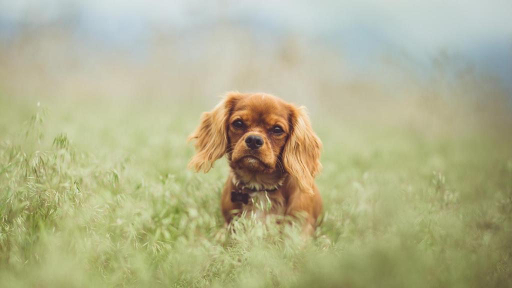 Cavalier King Charles Spaniel