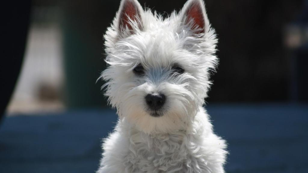 West Highland Terrier