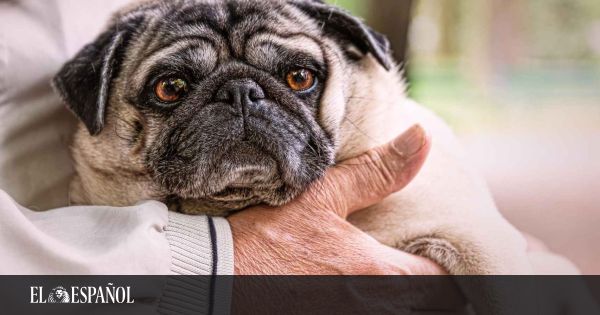 What is the best dog breed for retirees?