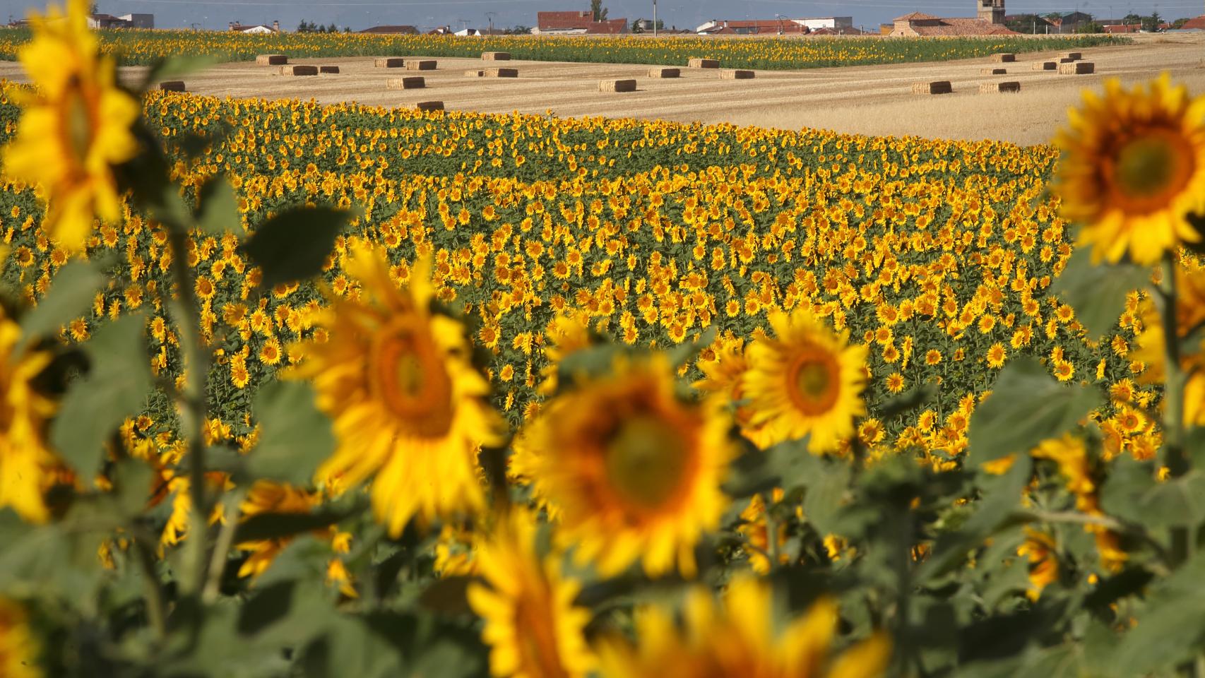 Los campos de Castilla y León se llenan de girasoles por la guerra en  Ucrania