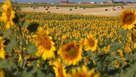 Campos de girasol en Salamanca