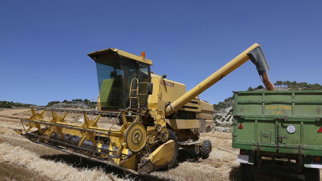 Una cosechadora descarga el trigo en el remolque del tractor en Castroverde de Cerrato (Valladolid)