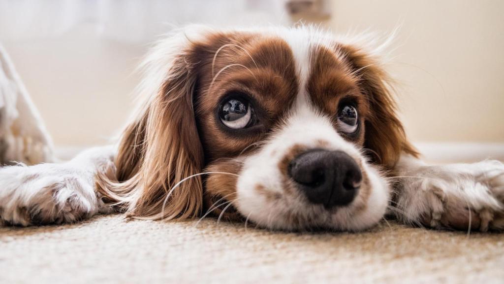 Cocker Spaniel