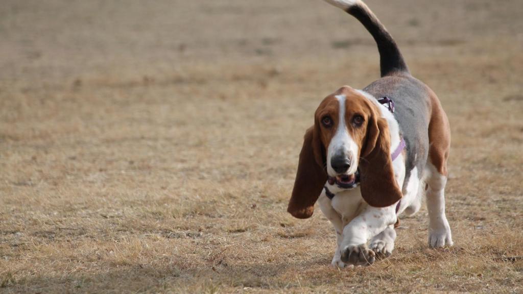 Basset hound