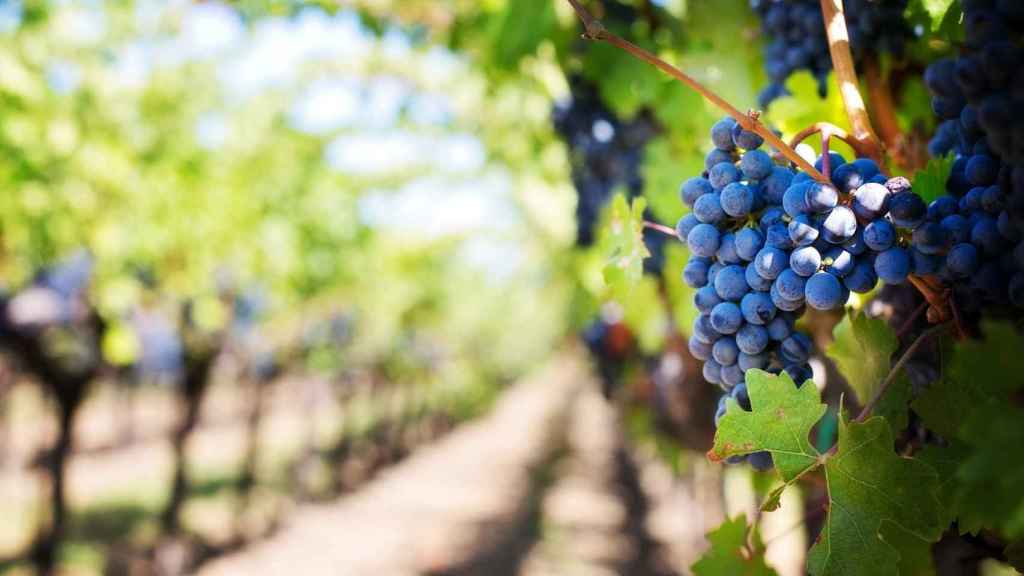 Las 10 uvas más cultivadas del planeta