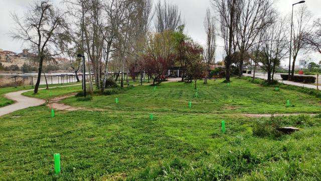 Plantación de olmos en Zamora