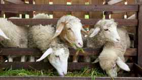 En búsqueda de productos ganaderos sostenibles, rentables y acordes al bienestar animal