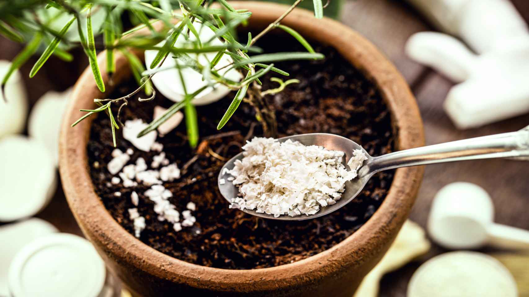 Persuasión Calibre Doncella Cómo hacer fertilizante casero para plantas: desde cáscaras de huevo y  plátano a cenizas de madera