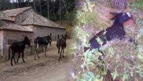 Burros antiincendios enviados al Desert de les Palmes de Castellón. EE