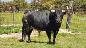 Siguiñuelo, el toro elegido para las fiestas de Benavente