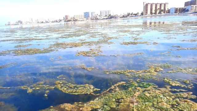 Algas en el Mar Menor.