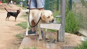 En Paterna han implantado un sistema de control de las mascotas para cuidar su identificación.