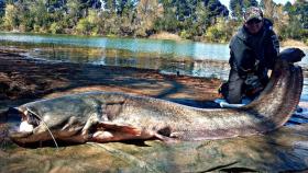 Un vallisoletano pesca a lance uno de los siluros más grandes de España