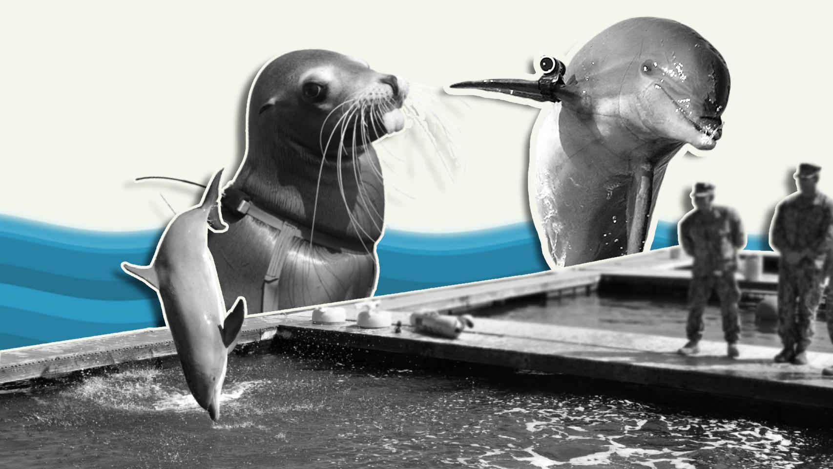 Así es la guerra de los mamíferos marinos: de los delfines rusos  antisabotaje a las belugas que espían