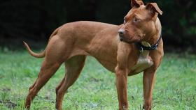 Un Pitt Bull Terrier, en imagen de archivo.