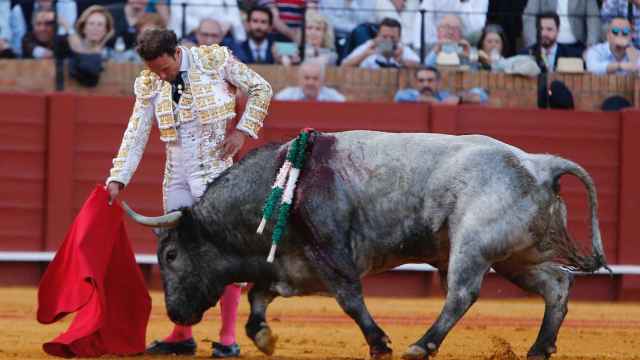 Antonio Ferrera pega un derechazo a 'Pobrecito', un buen toro de Victorino Martín, en Sevilla.
