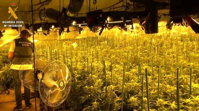 Desmontan una plantación de marihuana con más de 2.000 plantas, cerca de 390.000 dosis