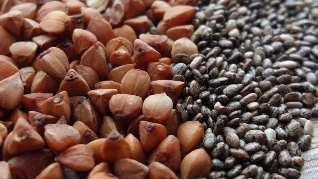 Las semillas son fuentes de carbohidratos complejos y proteína vegetal.