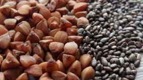 Las semillas son fuentes de carbohidratos complejos y proteína vegetal.