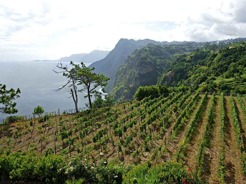 Espectacular viñedo en la isla de Madeira