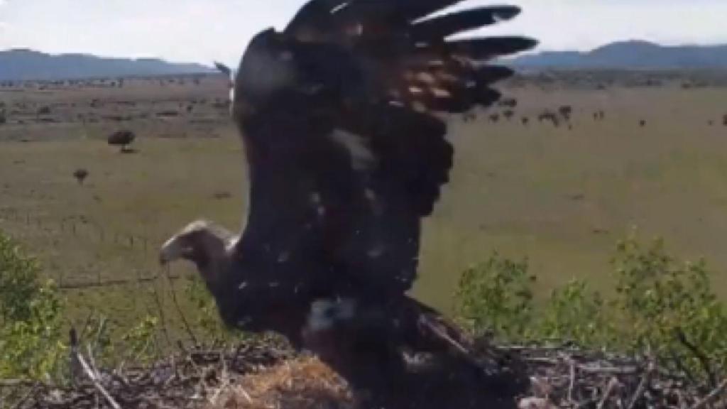 Se hace viral un vídeo sorprendente de Cabañeros en el que un águila  depreda un nido de cigüeña